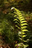 6616 Backlit Fern